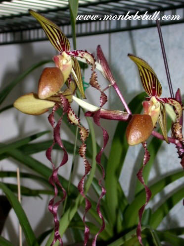 Paph sanderianum 1.jpg